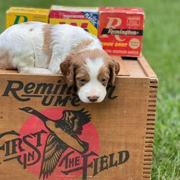 Brittany Puppies from HillTop Brittany Kennel