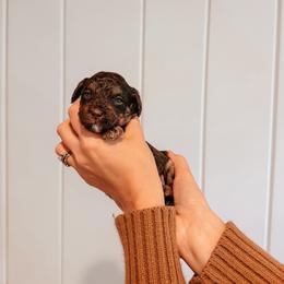 Maple - Brown and white female Aussiedoodle puppy in Tryon, North Carolina from Melrose Mountain Farm