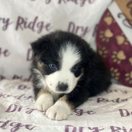 Black Tri Male - Black tri Miniature Australian Shepherd puppy in Cusick, Washington from Dry Ridge Miniature Australian Shepherds