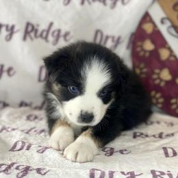 Black Tri Male - Black tri Miniature Australian Shepherd puppy in Cusick, Washington from Dry Ridge Miniature Australian Shepherds