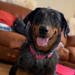 Onie - Beauceron