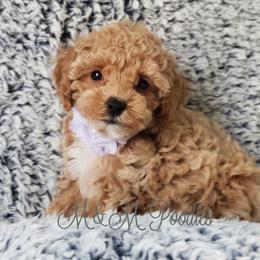 Poodles from M & M Poodles