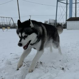 Siberian Huskies from Shinko Siberians