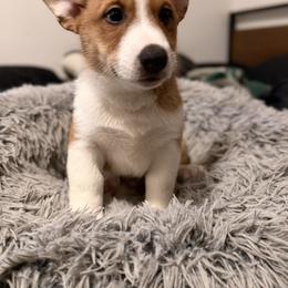 Spirit - Fawn male Companion Cross puppy in San Francisco, California from Stonewall Cowboy Corgis