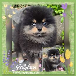 Jellybean - Black and tan female Pomeranian puppy in Eatonville, Washington from Foxy Forest Poms