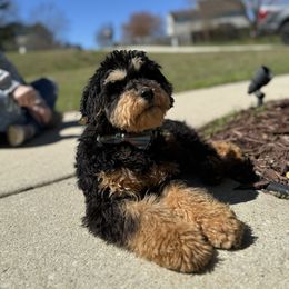 Sunni - Bernedoodle