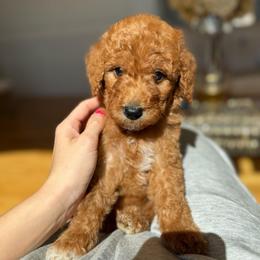 POPPY PRICE REDUCED - Apricot male Goldendoodle puppy in Independence, Oregon from ANKENY DOODLES