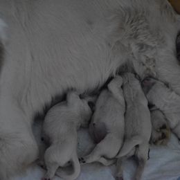 Golden Retriever Puppies from Olympus Golden Retrievers
