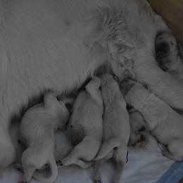 Golden Retriever Puppies from Olympus Golden Retrievers