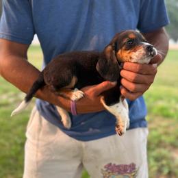 Boy 1 - Black fawn and white male Beagle puppy in Hudson, Michigan from Bachman’s Kennel