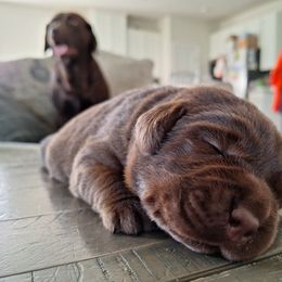 Labrador Retriever Puppies from Fetching Labrador Retrievers