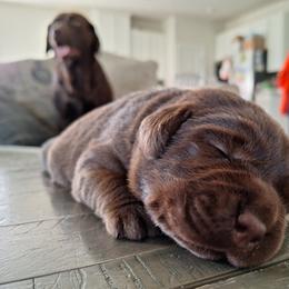 Labrador Retriever Puppies from Fetching Labrador Retrievers
