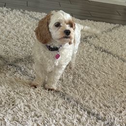 Bailee - Cockapoo