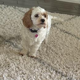 Bailee - Cockapoo