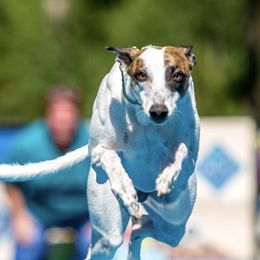 Whippets from Jamminwhippets