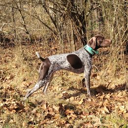 German Shorthaired Pointer puppies from Rebecca Stevens