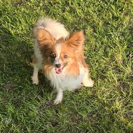 Susie Q - Papillon
