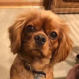 Cavalier King Charles Spaniels from Napier Cavaliers