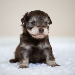 Miniature Schnauzer Puppies from Schnauzah