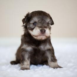 Miniature Schnauzer Puppies from Schnauzah
