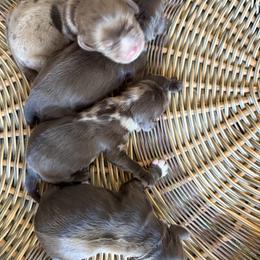 Cocker Spaniel puppies from muddy boots cocker spaniels and cockapoos