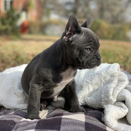 French Bulldog Puppies from Seven Star Kennel