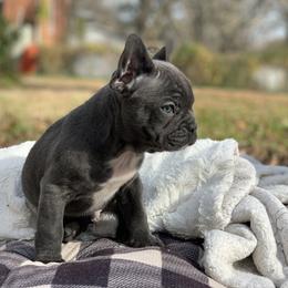 French Bulldog Puppies from Seven Star Kennel