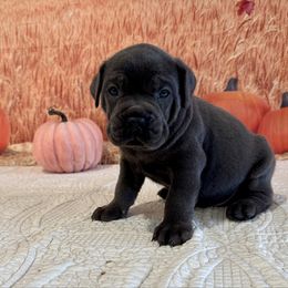 Oden - Gray brindle male Cane Corso puppy in Loogootee, Indiana from Walnut Creek Cane Corso