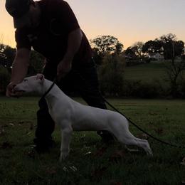 Superior - White male Dogo Argentino puppy in Morgan Hill, Pennsylvania from De la Fuerza De Dios