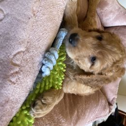 Goldendoodle Puppies from Joanna Wise