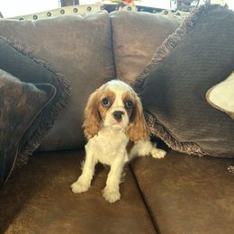 Jolly's Boy 3 - Blenheim male Cavalier King Charles Spaniel puppy in Loco, Oklahoma from Sweet Heart Cavaliers