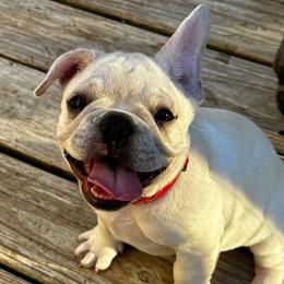 Frank - Cream male French Bulldog puppy in Greenfield, Missouri from Hope Mountain French Bulldogs