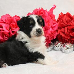 Miniature Australian Shepherd Puppies from Jennifer Townley