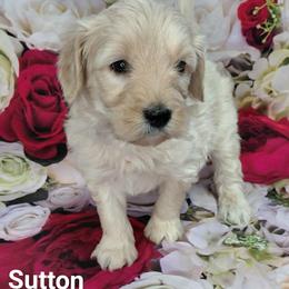 Sutton - Cream male Goldendoodle puppy in Eau Claire, Wisconsin from Fisher River Doodle's