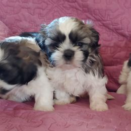 Shih Tzus from One of A Kind Shih-Tzu's