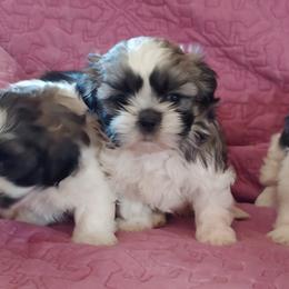 Shih Tzus from One of A Kind Shih-Tzu's