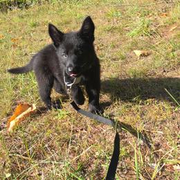 Gray collar - Black male German Shepherd puppy in Oscoda, Michigan from Sstar