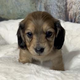 Deja's Shaded Cream Male (Lighter Shading) - Cream male Dachshund puppy in Kalama, Washington from Dazzling Doxies