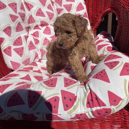 Pekingese and Poodle Puppies from Dogs lovers