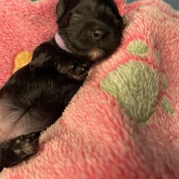 Olivia - Black & white female Maltipoo puppy in Clover, South Carolina from Cudi’s Buddies
