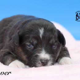 Lover - Black tri female Miniature Australian Shepherd puppy in Weeki Wachee, Florida from Arlington's Mini Aussies