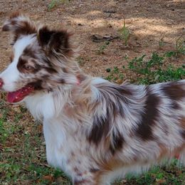 Miniature Australian Shepherds and Toy Australian Shepherds from Bent Oak Toy and Miniature Australian Shepards
