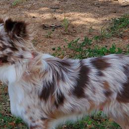 Miniature Australian Shepherds and Toy Australian Shepherds from Bent Oak Toy and Miniature Australian Shepards