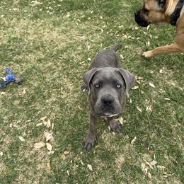 Girl 2 - Gray Cane Corso puppy in Granbury, Texas from Revolutions Kennel