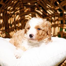 Goblin - Red male Bernedoodle puppy in Glendale, Arizona from Arizona Bernedoodles