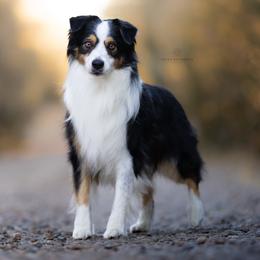 Flynn - Miniature American Shepherd