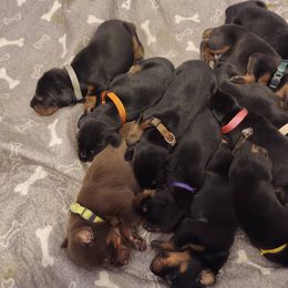 Doberman Pinscher Puppies from Davis Family Dobermans