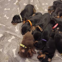 Doberman Pinscher Puppies from Davis Family Dobermans