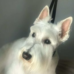 Roc - Scottish Terrier