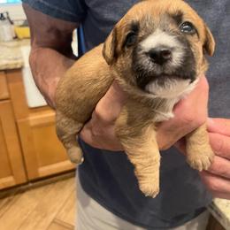 Buster Brown - White and tan male Russell Terrier puppy in Orange, Virginia from Woodside